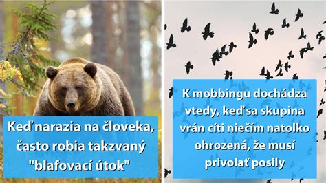 ilustrácia rotácie pasienkov s oplotením a pasúcimi sa zvieratami