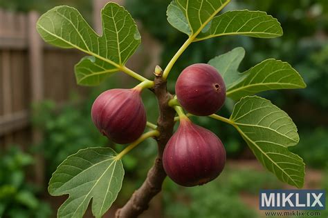 Ilustračná fotografia zrelých fíg na konári