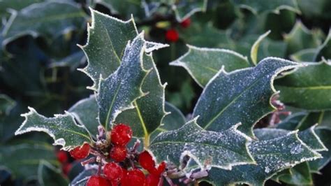 cezmína obsypaná červenými plodmi v zime