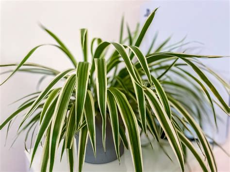 Detail listov Zelenec chochlatého