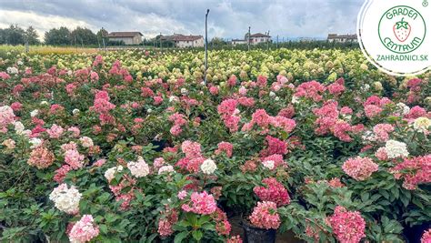 Rôzne kultivary brečtanu s rôznymi sfarbeniami listov
