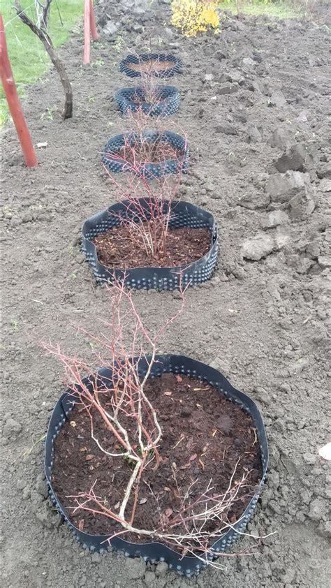 Schéma výsadbovej jamy pre kanadské čučoriedky s drenážou, kyslým substrátom a izolačnou fóliou