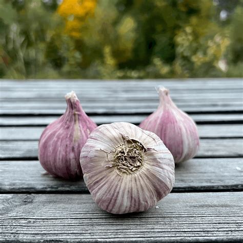 fotografia sušenia cesnaku v zväzkoch, uskladnený cesnak v debničke
