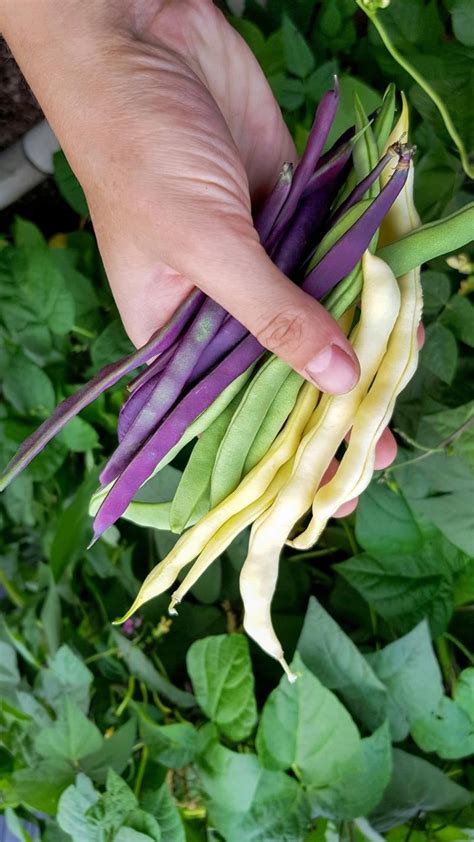 ilustračné foto: úvod do pestovania fazule, fazuľa v záhrade