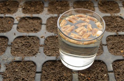 foto: namáčanie fazuľových semien pred sadením