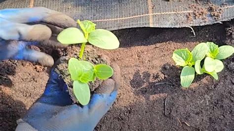 ilustračné foto: sadenie fazuľových semienok do jamiek v záhone