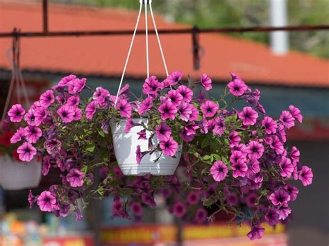 Ilustračná fotografia fuchsií v závesných kvetináčoch