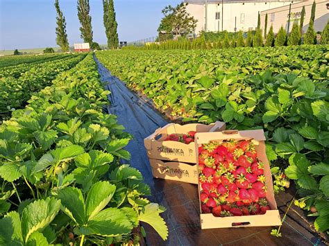 Detail mulčovania jahôd slamou s čistými plodmi