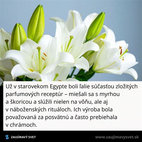 Ilustrácia postupu delenia a presádzania dcérskych cibuliek ľalií