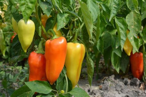 Tematické foto: Rôzne druhy farebných paprík na kríku