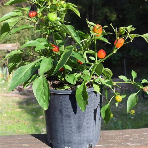 Tematické foto: Paprika rastúca v kvetináči na balkóne