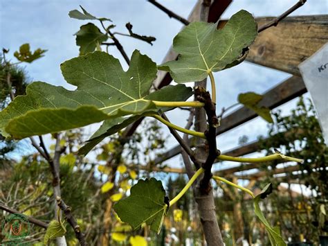 Zazimovaný figovník obalený ochrannou textíliou