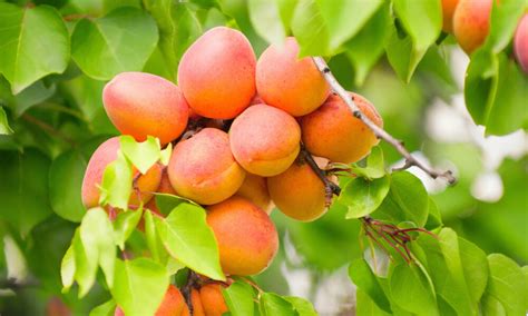 Zrelé marhule na strome