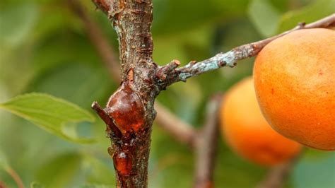 Zaschnuté listy marhule napadnuté moniliózou