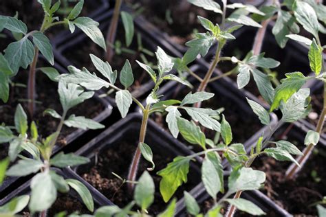 Ilustrácia výsevu semien paradajok do sadbovačov