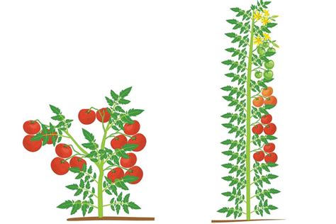 Detailné znázornenie odstraňovania bočných výhonkov paradajky