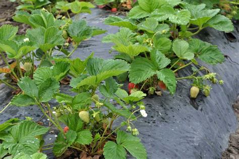 Detailná schéma správneho uloženia srdiečka jahody vzhľadom na úroveň pôdy