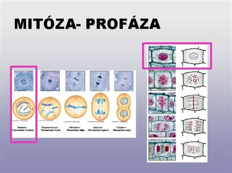 Ilustrácia fáz mitózy: profáza, metafáza, anafáza a telofáza
