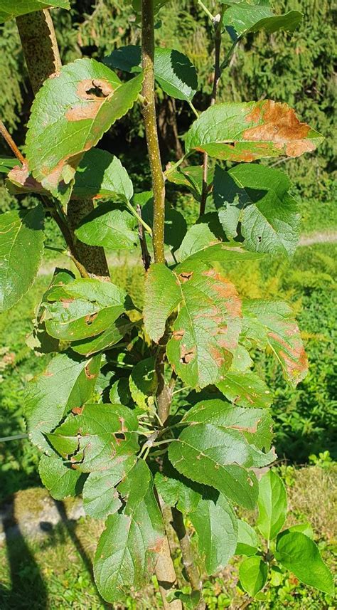 Obrázok s výhodami zimného vrúbľovania jabloní