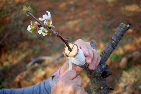 Kalendár ideálnych mesiacov pre zimné vrúbľovanie jabloní