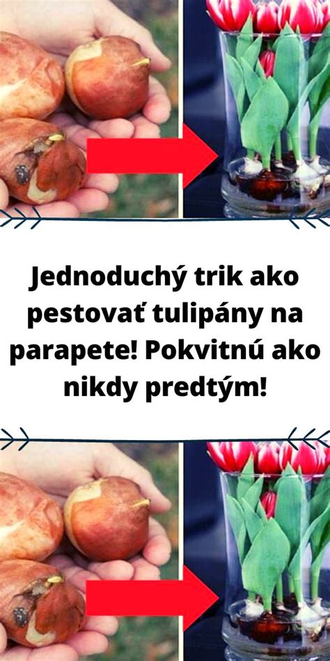 Ilustrácia mladých cibuľových priesad v kvetináčoch na parapete