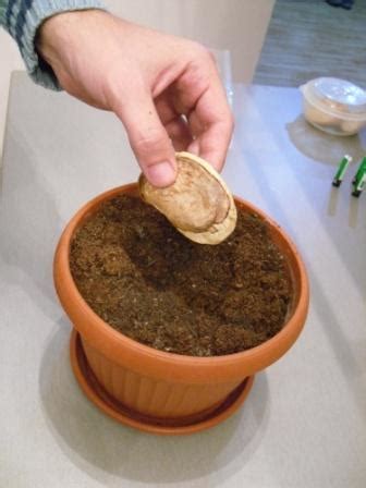 Semienko manga zabalené vo vlhkej papierovej utierke v uzavretej nádobe