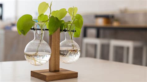 Semeno manga s prepichnutými špáradlami čiastočne ponorené vo vode v pohári