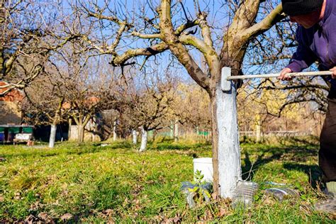 Ilustrácia procesu natierania kmeňa stromu vápenným mliekom