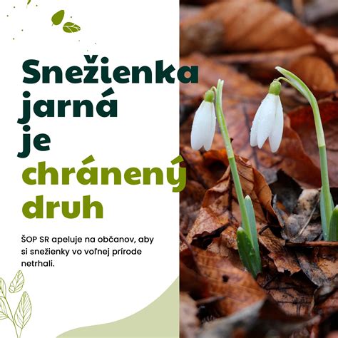 Tematické foto žihľavy v záhrade alebo vo voľnej prírode