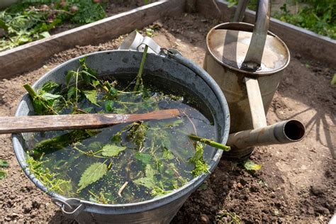 Fotografia zakrytej nádoby s kvasnou žihľavovou jíchou v záhrade