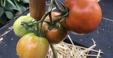 Infografika zobrazujúca jednotlivé kroky pestovania paradajok od výsevu po zber