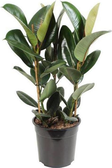 Ficus elastica s typickými lesklými listami