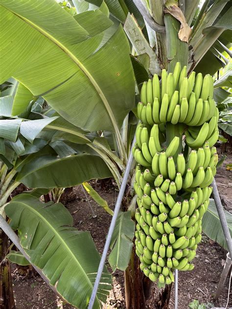 Ukážka vhodného substrátu pre banánovník.