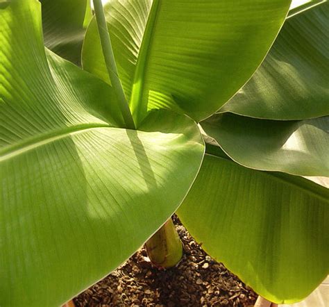 Detail listov banánovníka s informáciou o potrebe vlhkosti.