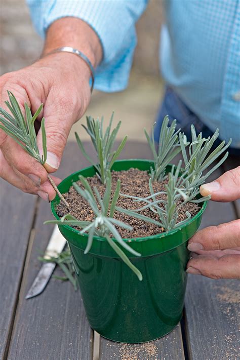 Odrezky levandule na rozmnožovanie