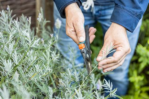 Použitie stimulátora rastu na odrezky levandule