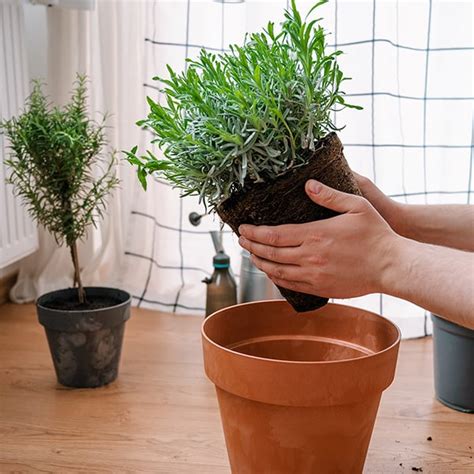 Výsadba odrezkov levandule do pripraveného substrátu