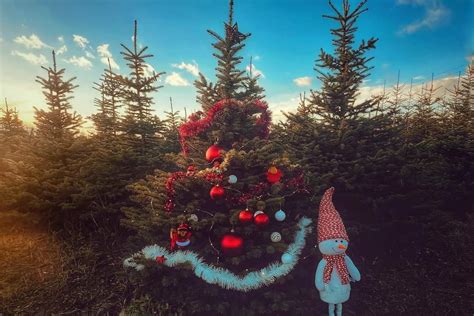 Ilustračná fotografia lesnej škôlky so sadenicami stromčekov