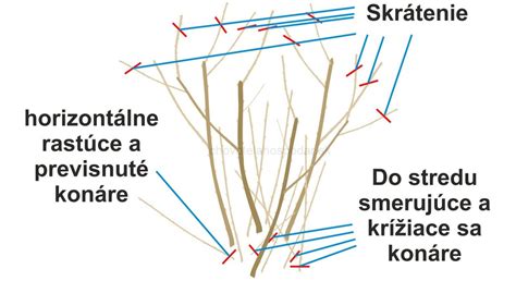 Schéma znázorňujúca odber odrezka z materskej rastliny so šikmým rezom pod uzlom (kolienkom)