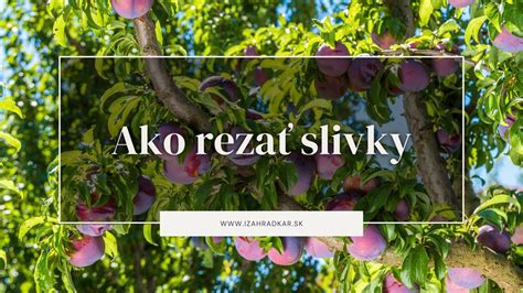 Schéma znázorňujúca rozdiely medzi kríkovým a stromčekovým tvarom egreša a správne miesta rezu.
