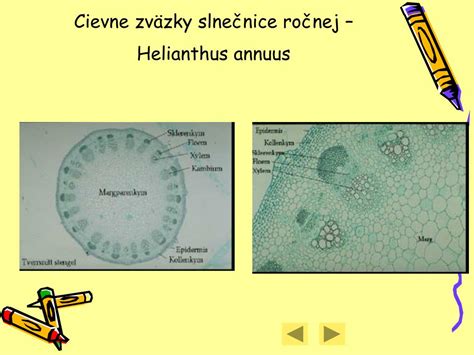 Schéma rastliny slnečnice ročnej s vyznačeným koreňovým systémom, stonkou a úborom