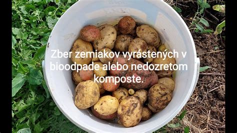 Ilustrácia zemiakov pestovaných v rôznych typoch nádob (vrecia, debničky, sudoch)