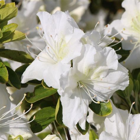 Biela japonská azalka 'Pleasant White'