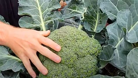 Schéma prípravy pôdy pre pestovanie brokolice (kompost, hnojivo)