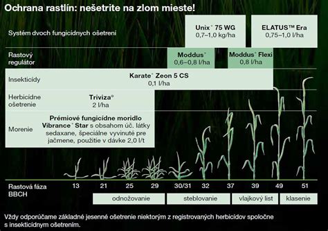 Infografika: Harmonogram hnojenia ozimného jačmeňa