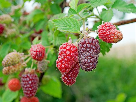 Ilustračná fotografia kríka tayberry s dozrievajúcimi plodmi