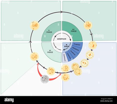 Diagram bunkového cyklu s fázami G1, S, G2 a M