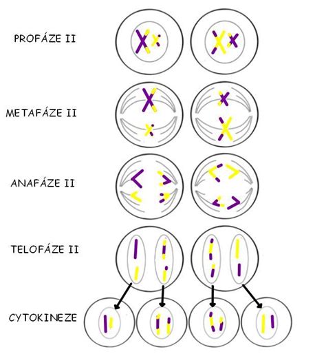 Schéma fáz meiózy (Meióza I a Meióza II)