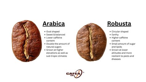 ilustračné foto: porovnanie zŕn Arabica a Robusta