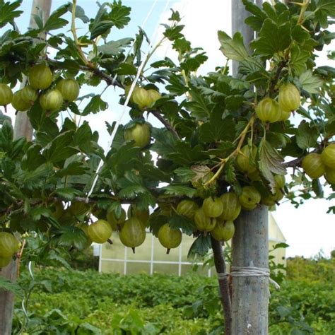 egreš pestovaný na kmienku